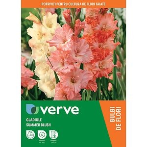 Bulbi Gladoile Summer Blush, 10-12 cm
