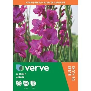Bulb Gladiole Aurora, 10-12 cm, mov