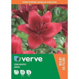 Bulbi Crini Asiatici Orfeo, 14-16 cm, rosu