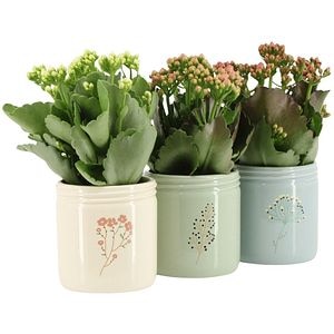 Planta Kalanchoe, D9 cm, H10 cm, ghiveci ceramic