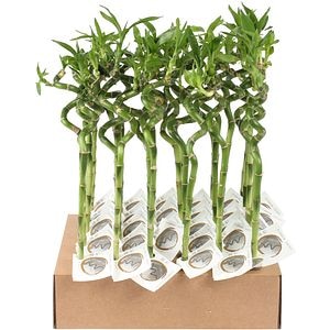 Planta Lucky Bamboo, H45 cm