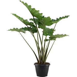 Planta Alocasia Portodora, D35 cm, H145 cm