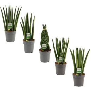 Planta Sansevieria Cylindrica Mix, D12 cm, H35 cm