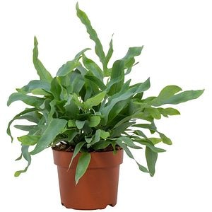 Planta Phlebodium Blue Star fern, D12 cm, H25 cm
