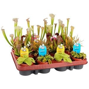 Mix Plante Carnivore, D9 cm, H18 cm