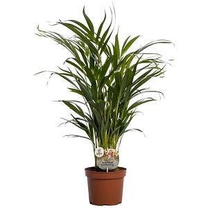 Planta Butterfly Palm, 17 cm