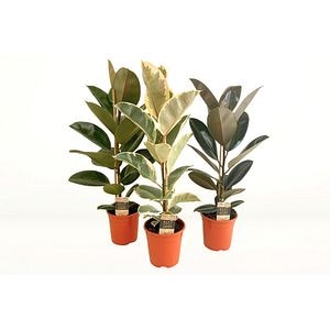 Euphorbia Milii Charlotte, ghiveci ceramic, H 25 cm