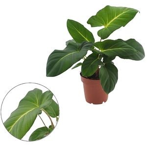 Planta Adelonema Crinipes, D12 cm, H20 cm