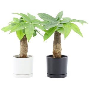 Planta Pachira, D10.5 cm, H30 cm, ghivei ceramic