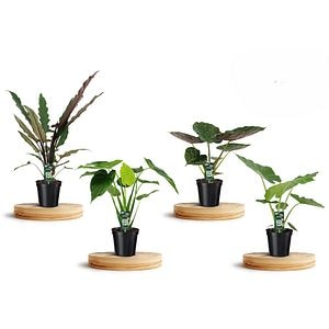 Mix Alocasia, H 95 cm