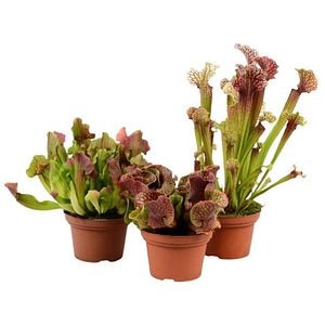 Planta carnivora Sarracenia, D12 cm, H15 cm