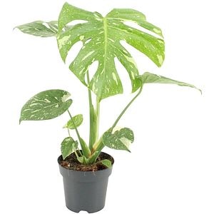 Monstera Thai Constellation, H 40 cm