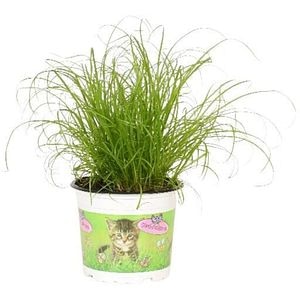 Iarba pisica Cat Grass, H 25 cm