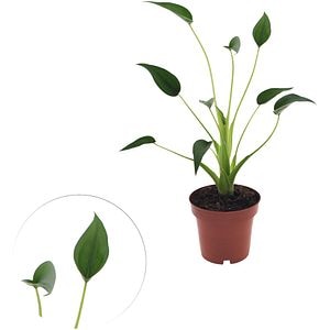 Planta Alocasia Tiny Dancer, D12 cm, H35 cm