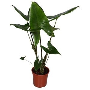 Alocasia Black Cobra, H 60 cm