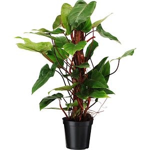 Planta Philodendron, D24 cm, rosu