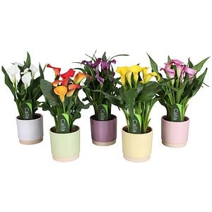 Mix Calla, ghiveci ceramic, H 35 cm