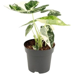 Alocasia Frydek, H 40 cm