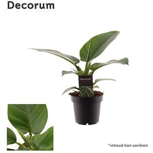 Planta Philodendron, D12 cm, H30 cm, verde