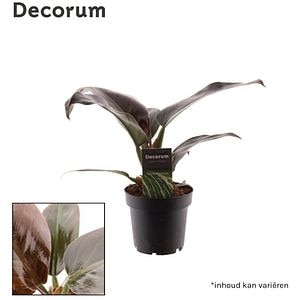 Planta Philodendron, D12 cm, H30 cm, rosu