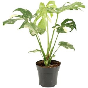 Monstera Thai Constellation, H 60 cm