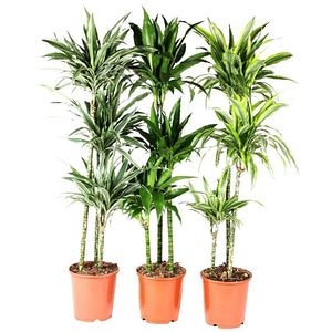 Mix Dracaena Fragrans, H 130 cm