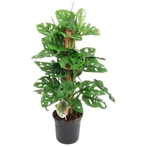 Planta Monstera Monkey Mask, D16 cm