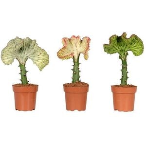 Mix Lactea Cristata, H 25 cm