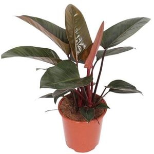 Planta Philodendron Congo, D27 cm, H75 cm