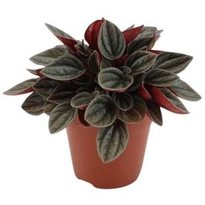Planta Peperomia Raindrop, D12 cm, H15 cm