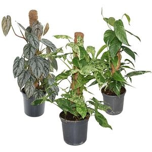 Mix Foliage Mosspolem, H 75 cm