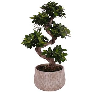 Bonsai Ginseng, H 70 cm