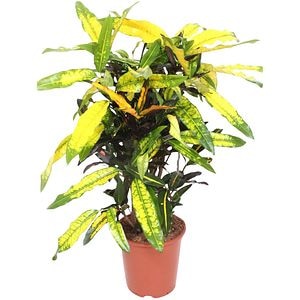 Croton Mango, H 100 cm