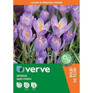 Bulbi VERVE Crocus Barrs, 12 bucati, mov