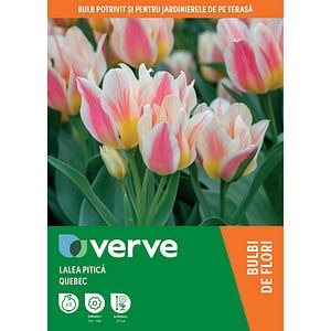 Bulbi VERVE Lalea Kaufmania Quebec, 8 bucati, multicolor