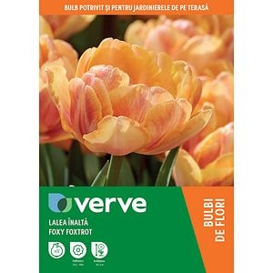 Bulbi VERVE Lalea Foxy Foxtrot, 8 bucati, portocaliu