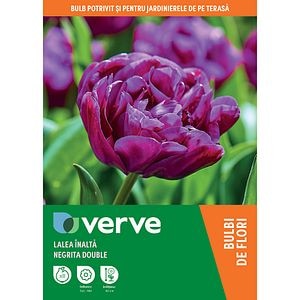 Bulbi VERVE Lalea Double Negrita, 8 bucati, mov