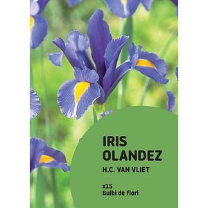 Bulbi VERVE Dutch Iris Van Vliet, 15 bucati, mov
