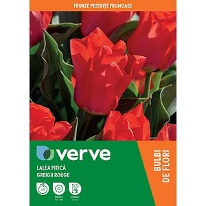 Bulbi VERVE Lalea Greigii Rouge, 8 bucati, rosu