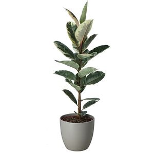 Ficus Tineke, H 125 cm