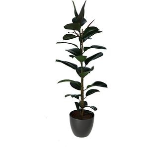 Ficus cauciucat, H 130 cm