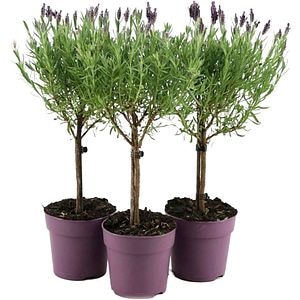 Lavandula  Anouk On Stem, D 12 cm, H 48 cm