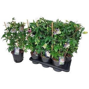 Floarea pasiunii mix (Passiflora), D17 cm, H65 cm