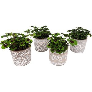 Oxalis Deppei, D 9 cm, H 15 cm