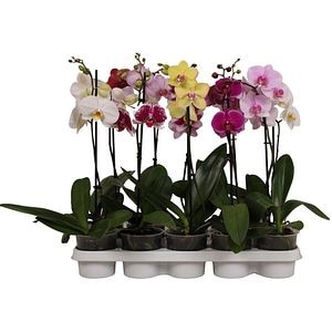 Orhidee Phalaenopsis 1 Stem, D 12 cm, H 50-70 cm