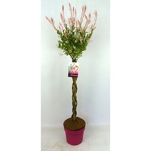 Salcie flamingo, H 110 cm