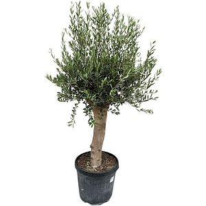 Olea Europaea, D 45 cm, H 165 cm