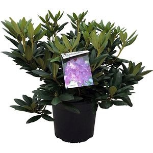 Rhododendron, D 37 cm, H 70 cm