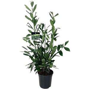 Prunus Laurocerasus Caucasica, D 21 cm, H 80 cm