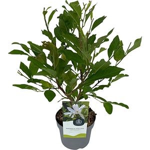 Magnolia, D 17 cm, H 50 cm